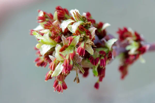 Acer Negundo Box Elder Boxelder Hamu Levelű Juhar Hamu Manitoba — Stock Fotó