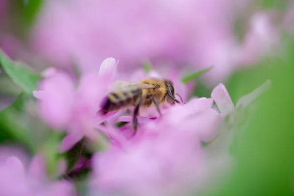 Pszczoła Miodna Zbiera Nektar Pyłek Phlox Subulata Pełzający Phlox Mchu — Zdjęcie stockowe
