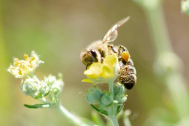 Arı, Potentilla erekta, Tormentilla, Potentilla laeta, tormentil, septfoil veya dikme cinquefoil 'den nektar toplar. Bal Bitkisi. Doğal arka plan. Yaz kavramı. Seçici odak