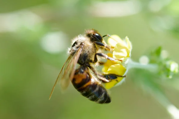 méh pollen az erekcióhoz