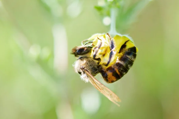 Pszczoła Zbiera Nektar Potentilla Erecta Tormentilla Potentilla Laeta Tormentil Septfoil — Zdjęcie stockowe
