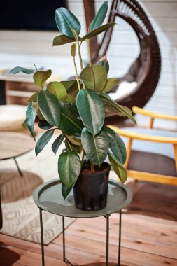 Yeşil incir ağacı, modern dağ evi tarzı dairenin arka planında. Kış bahçesi burada. Kahve masasında beton fabrikası