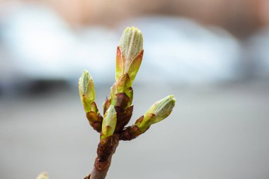 Baharda arabaların arka planında ağaç at kestanesinde Bud. Şehirdeki bitkiler. Yeşillik.