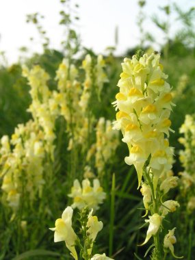 Linaria vulgaris, yaygın toadflax, sarı toadflax veya tarlada tereyağı ve yumurta sarısı çiçekler. Otların arasında çayırda bir sürü çiçek açan köpek gibi..