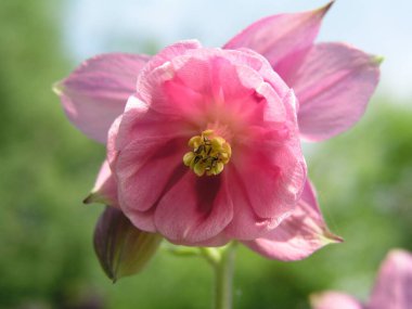 Pembe kolumba çiçeği Aquilegia, büyükannemin şapkası, bahar bahçesinde çiçek tarhında süs eşyası. Doğal arkaplanda su çiçekleri var. Çiçeklenen incarnadine Aquilegia kolumbini yakın plan. Ranunculaceae Ailesi.