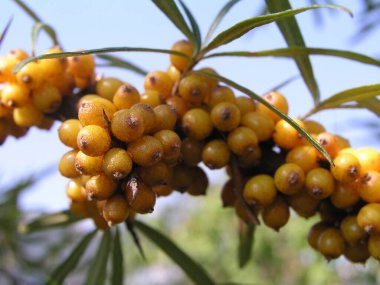 Hippophae rhamnoides, yazın dişi bir bitkinin üzerinde deniz dikenli sarı dutlar. Bir dalda tıbbi böğürtlen hasadı. - Evet. İlaç bitkileri topluyorum.