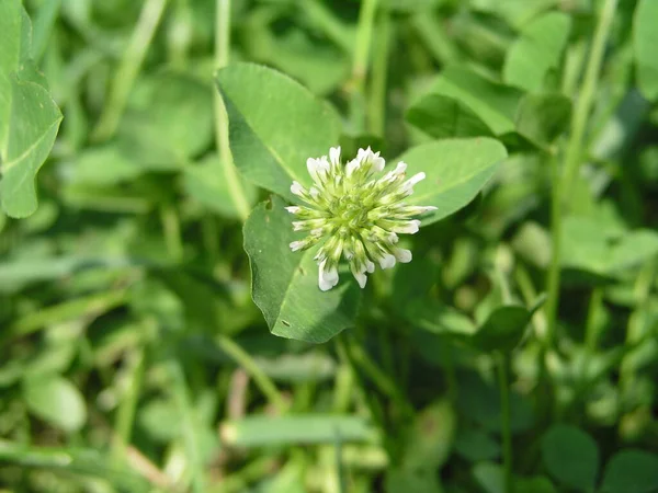 Trifolium repens, white clover, Dutch, Ladino white flower against a backdrop of green leaves and grass. flourishing, not fully blooming clover bud.