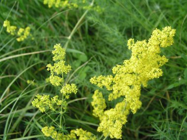 Galyum verum, bayanın yatak pipeti ya da sarı karyola samanı alçak çırpılmış bitki, yapraklar geniş, koyu yeşil, tüylü, çiçekler sarı ve yoğun kümelerde üretiliyor..