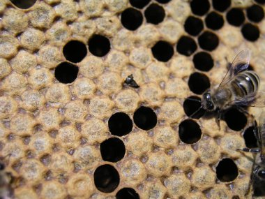 Arı makrosunun doğumu. Bir bal peteğinden çıkan arı yumurtasına, arı kovanında balmumu ve mühürlü kuluçkaya yatırılmış yavruya yaklaşın.