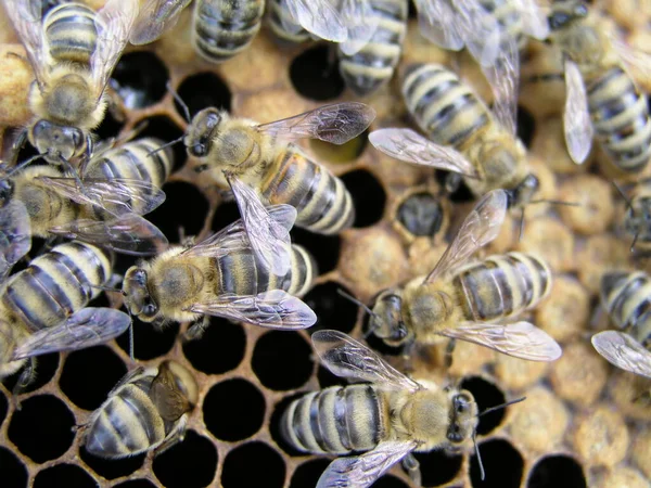 Abejas Jóvenes Salen Celda Panal Nacimiento Abeja Marco Con Cera —  Fotos de Stock