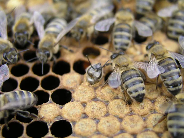 Abejas Ocupadas Dentro Colmena Con Celdas Abiertas Selladas Para Sus —  Fotos de Stock