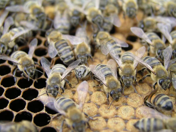 Nacimiento Abejas Jóvenes Cerca Mostrando Algunos Animales Estructura Panal Pequeños —  Fotos de Stock