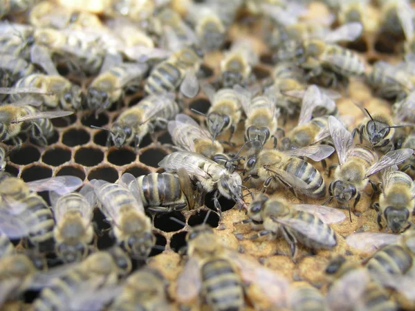 Nacimiento Abejas Jóvenes Abeja Nació Sale Panal Abejas Reproductoras Apicultura —  Fotos de Stock