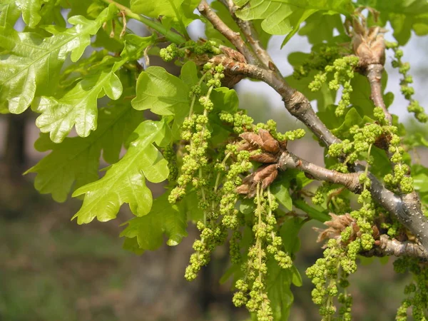 Çiçekler ve infloresans Quercus ergenleri, dökük meşe veya ergen meşe yaprakları derimsi. Dal gruplarını birleştirir. Genişleyen genç yapraklar çok yumuşak tomentumlu beyaz ya da pembemsidir..
