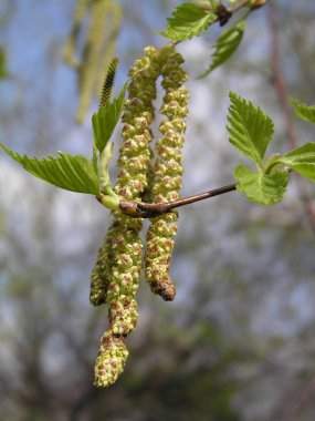 Dişi catkins ilkbaharda gelişir ve Betula pendula, gümüş huş ağacı, siğil, Avrupa beyaz huş ağacı veya Doğu Asya beyaz huş ağacı, Betulaceae familyasından bir ağaç üzerinde yapraklar açar.