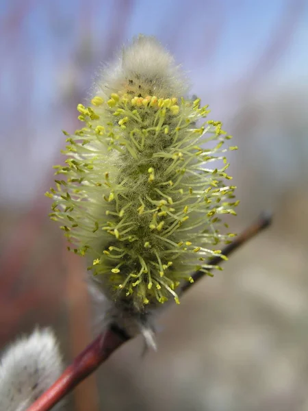 Floresce Inflorescências Masculinas Floração Catkin Ament Salgueiro Branco Salix Alba — Fotografia de Stock