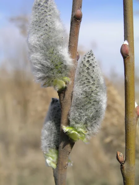 Emelkedett Virágzó Virágzik Hím Virágzó Catkin Vagy Ament Egy Salix — Stock Fotó