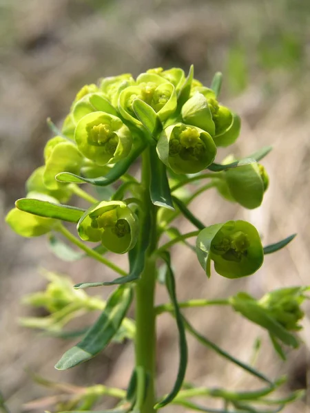 Euphorbia esula, green spurge or leafy spurge small flowers in umbels with basal pair of bright yellow-green petal-like bracts. Green with yellow spring flowers in the meadow