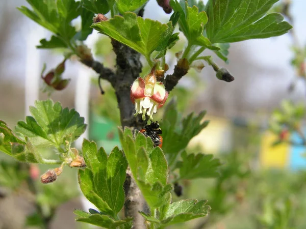 Uva Spina Ribes Uva Crispa Fioritura Primavera Fiore Ribes Grossularia — Foto Stock