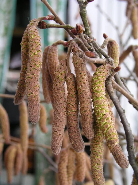 Corylus Avellana Nın Genç Erkek Kadifeleri Dişi Çiçeğin Yanındaki Ağacın — Stok fotoğraf