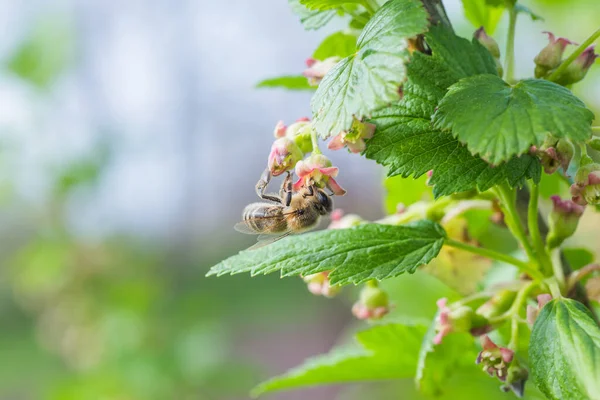 Uva Spina Ribes Uva Crispa Fioritura Primavera Fiore Ribes Grossularia — Foto Stock