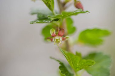 Bektaşi üzümü, Ribes uva-crispa baharda çiçek açıyor. Ribes Grossularia çiçeği yaprakların arka planına yakın çekim yapar. Dallar ve taze meyve filizleri. İlkbahar konsepti