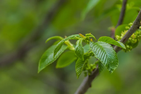 Bee Fffffffffffffffffffff Flkvlvlkjv Cwlnl Ankvkevkevd — Stok fotoğraf