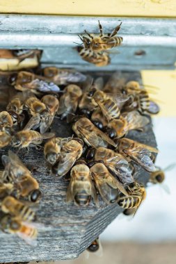 bee fffffffffffffffffffff flkVLVlkJV CWLNl; ankvkEVKevd
