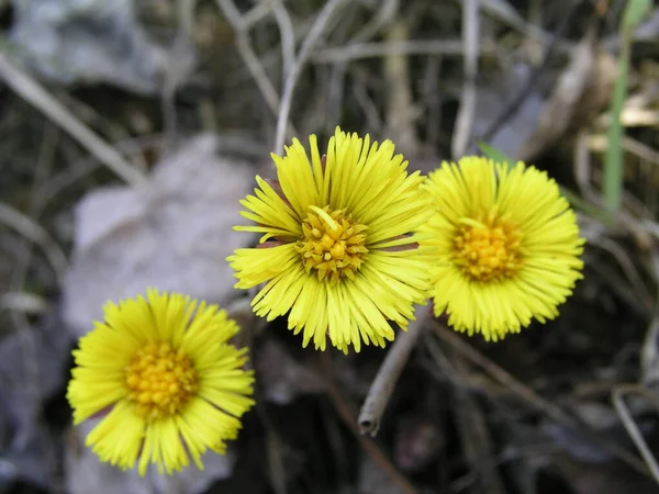 Coltsfoot Tussilago Farfara Żółte Kwiaty Kwitnące Wśród Rozkładających Się Liści — Zdjęcie stockowe