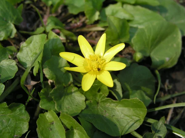 Ficaria Verna Ranunculus Ficaria Lesser Celandine Buttercups Grows Spring European — Stock Photo, Image