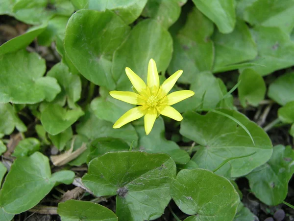 Ficaria Verna Ranunculus Ficaria Mindere Celandine Boterbloem Groeit Een Voorjaarsweide — Stockfoto