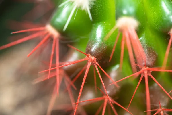 Coral Red Needles Cactus Desert Barrel Cactus Close New White — Stock Photo, Image