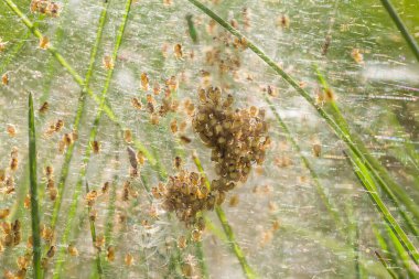 Örümcek yuvası. Araknofobi, iğrenç ve korkutucu bir kavram. Böcek fobisi, korku ve iğrenme.