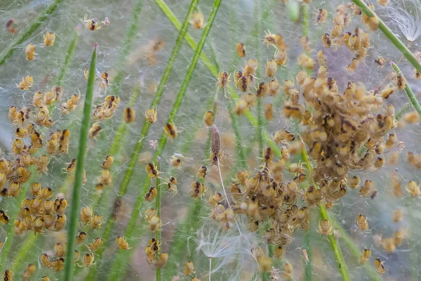 Nest with lots of little spiders, brood. Arachnophobia, disgusting and scary concept. Insects phobia, horror, fear and disgust.