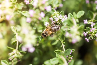 bee fffffffffffffffffffff flkVLVlkJV CWLNl; ankvkEVKevd