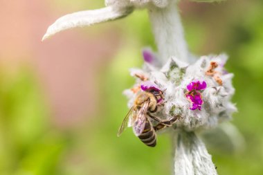 Bal arıları, Stachys Bizansina 'dan nektar ve polen topluyor, kuzu kulağı, yünlü hedgenettle, Stachys lanata, olimpikalı, mor çiçekli, kovanlı, çiçek tarlasında.