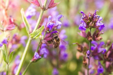 Arı nektar Salvia pratensis, çayır clary veya çayır adaçayı mor çiçekleri toplar. Bitki koleksiyonu. Şifalı bitkilerden alınan ilaçlar. konsept Tıp
