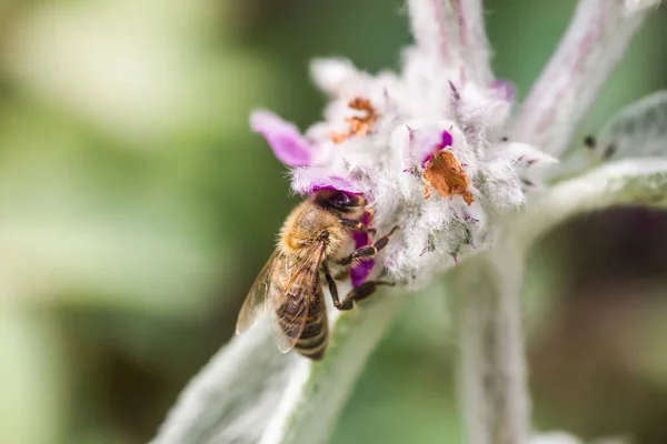Honigbienen Sammeln Nektar Und Pollen Von Stachys Byzantina Lammohr Wollhecke — Stockfoto