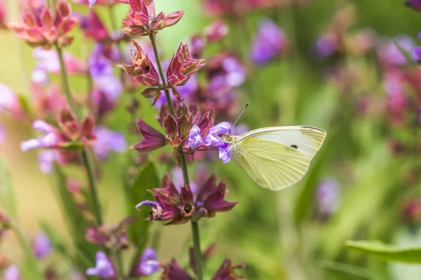 Pieris rapae on purple flowers Salvia officinalis. small white, small cabbage white and white butterfly on purple flowers sage, garden sage, common sage, culinary sage, just salvia.