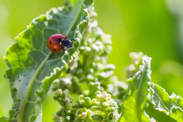 Çiçekçi Rumex 'teki uğur böcekleri Rus at gülü rıhtımına yakın çekim. Yazın çayırlarda şifalı bitkiler topluyorum. Coccinellidae, uğur böcekleri, uğur böcekleri ya da dişi böcekler yeşil yaprağın üzerinde sürünür ve onu ısırır.