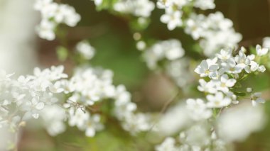 Cerasus besseyi L.H.Bailey Lunell dallardaki beyaz çiçekler. Cüce kiraz baharda çiçek açar. Bahar ekran koruyucu için arka plan. Bahar zamanı konsepti.