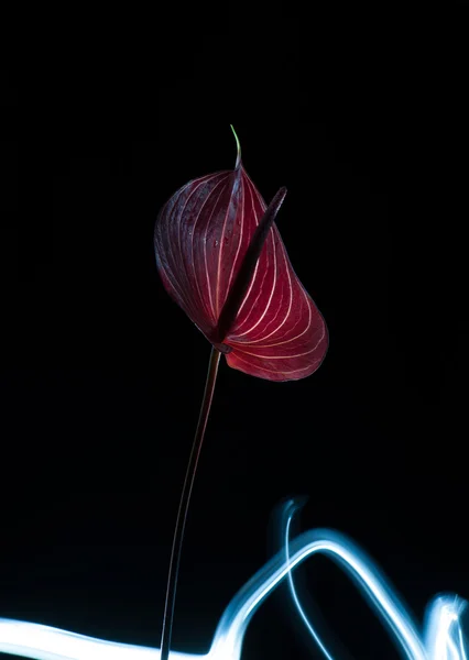 Flor sobre un fondo oscuro — Foto de Stock
