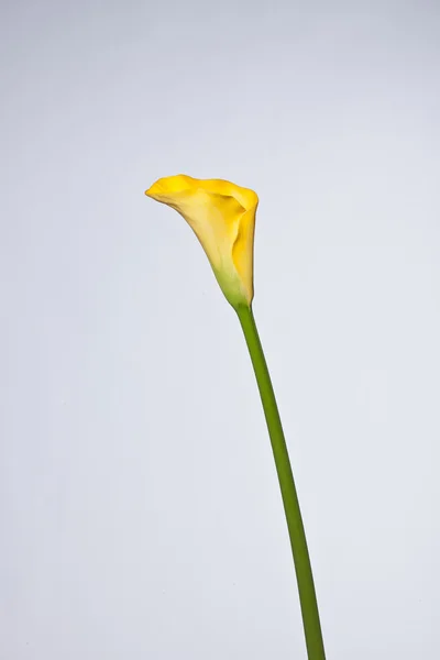 Flor sobre un fondo claro — Foto de Stock