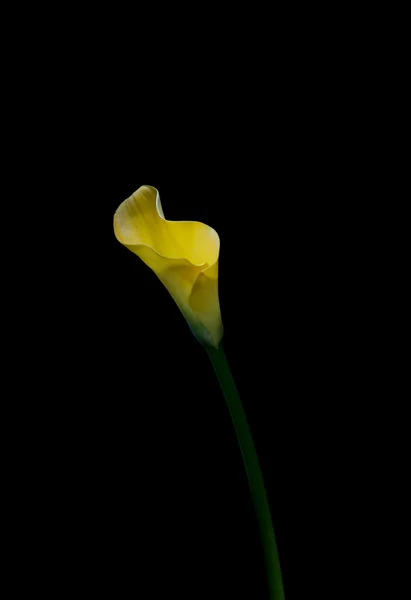 Flor sobre un fondo oscuro — Foto de Stock