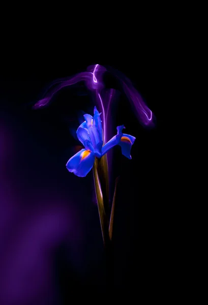 Blomst på mørk bakgrunn – stockfoto