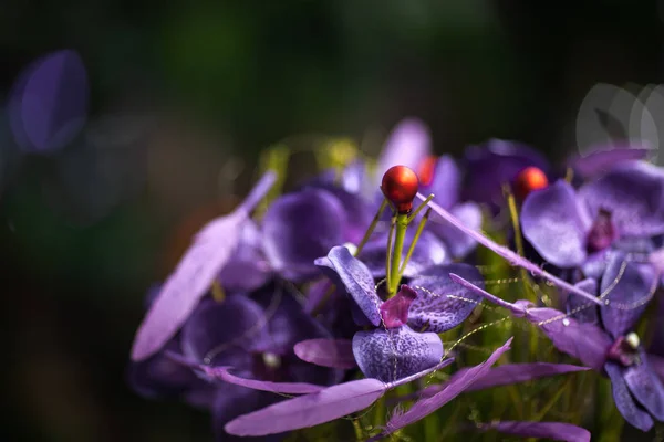 Flor púrpura en una olla — Foto de Stock