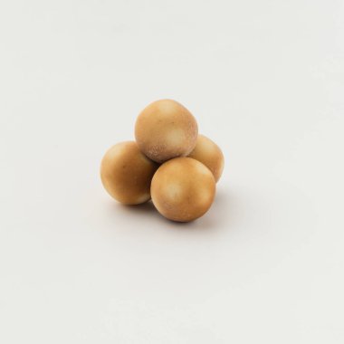 Kurt beyaz arkaplanda