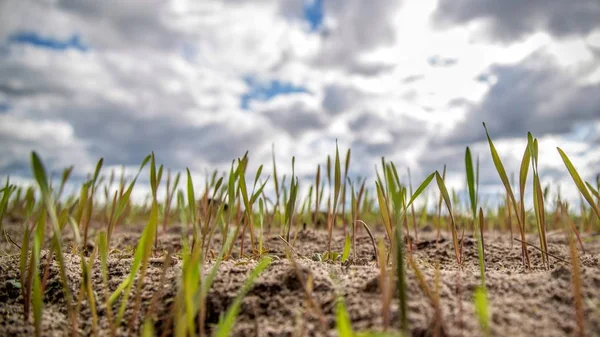 Genç Mısır, arpa çimlenme