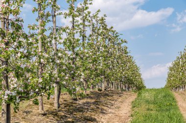 İlkbaharda çiçek açan elma bahçesi