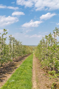 meyve bahçesi olan çiçek açan elma ağaçlarının